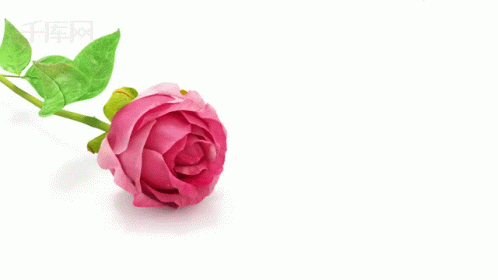 Detail Gambar Bunga Mawar Gif Nomer 35