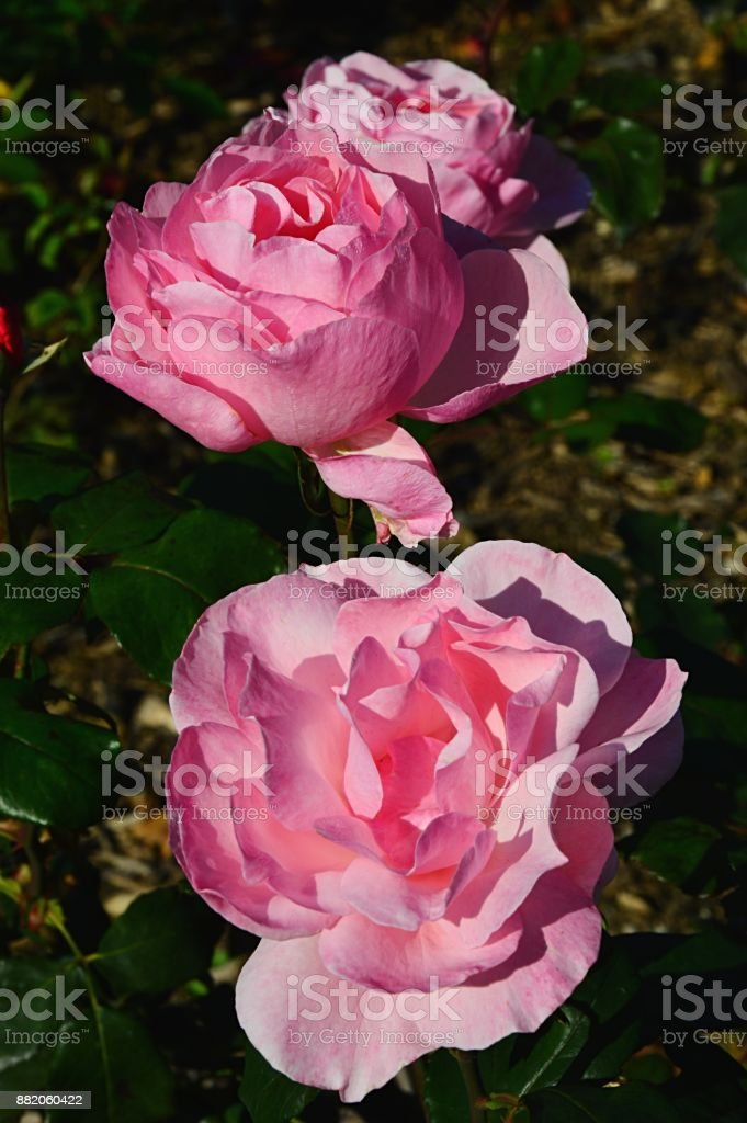 Detail Gambar Bunga Mawar Gugur Nomer 44