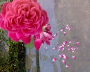 Detail Gambar Bunga Mawar Gugur Nomer 50