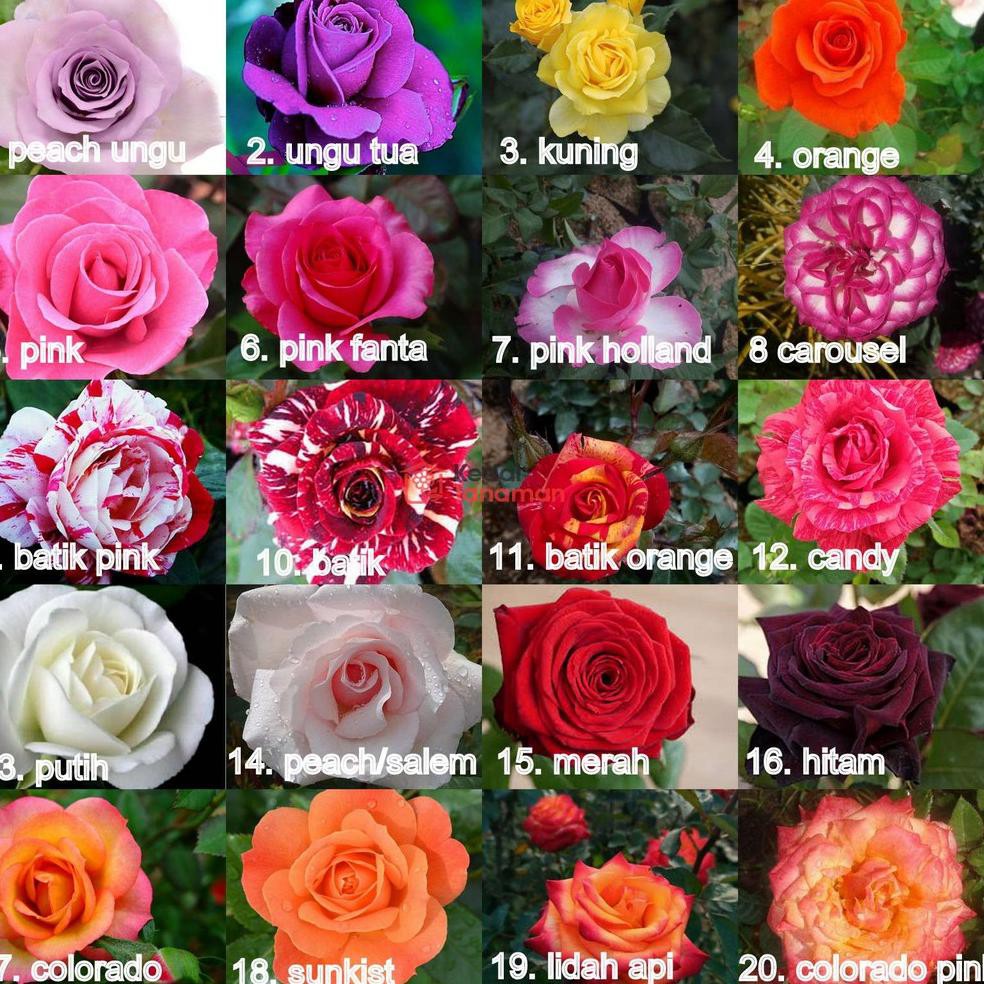 Detail Gambar Bunga Mawar Hidup Nomer 22