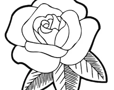 Download Gambar Bunga Mawar Hitam Putih Nomer 23