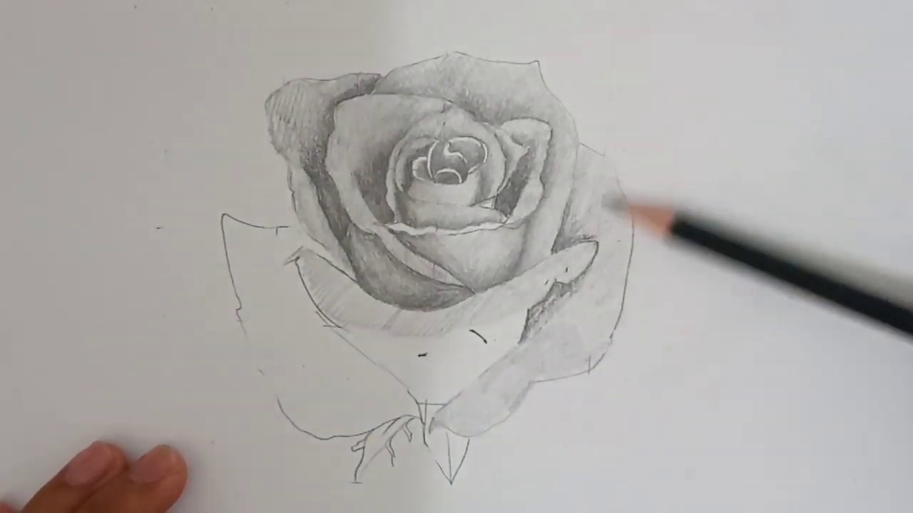 Detail Gambar Bunga Mawar Hitam Putih 3d Nomer 12
