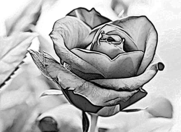 Detail Gambar Bunga Mawar Hitam Putih 3d Nomer 14
