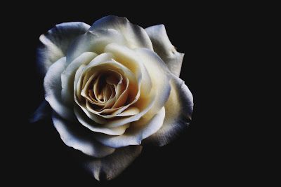 Detail Gambar Bunga Mawar Hitam Putih 3d Nomer 39