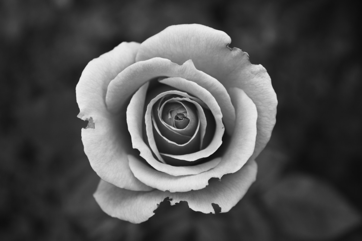 Detail Gambar Bunga Mawar Hitam Putih 3d Nomer 50