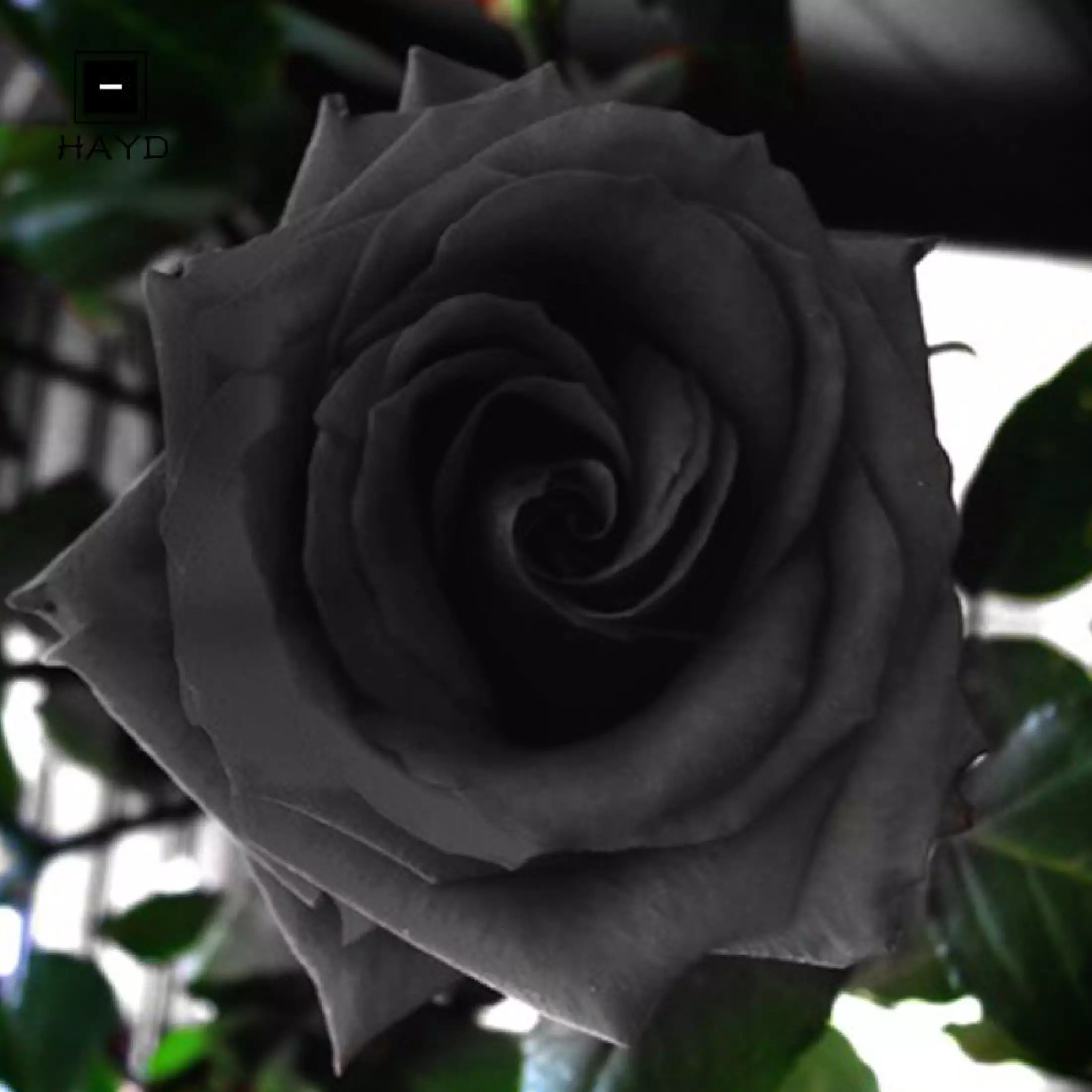 Detail Gambar Bunga Mawar Hitam Tercantik Nomer 45