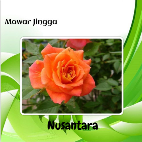 Detail Gambar Bunga Mawar Jingga Nomer 13