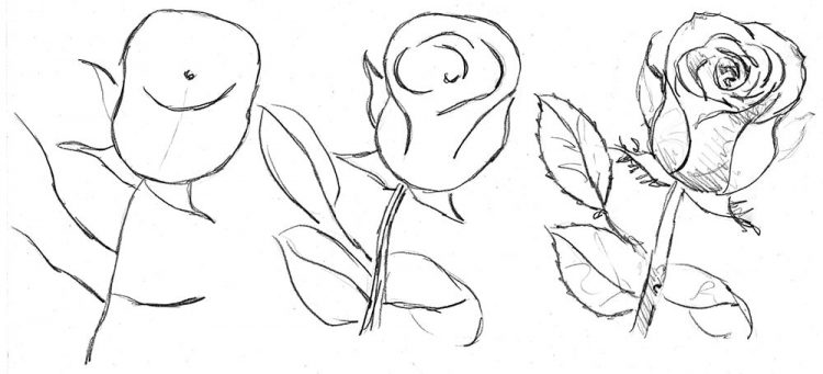 Detail Gambar Bunga Mawar Kartun Mudah Nomer 15