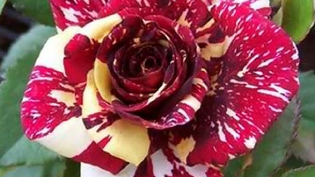 Detail Gambar Bunga Mawar Kuning Merah Nomer 39