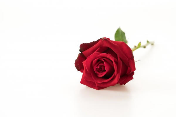 Detail Gambar Bunga Mawar Lambang Cinta Nomer 13