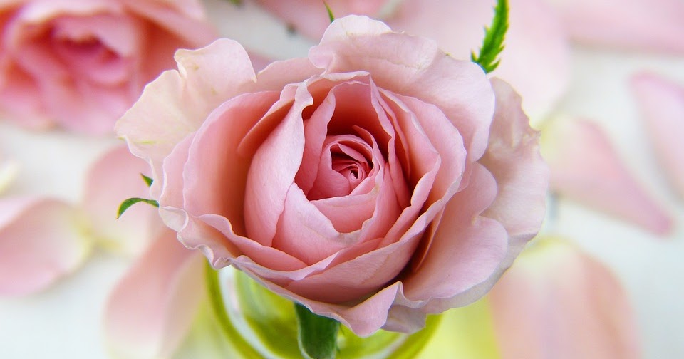 Detail Gambar Bunga Mawar Lambang Cinta Nomer 20
