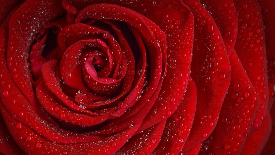 Detail Gambar Bunga Mawar Lambang Cinta Nomer 35
