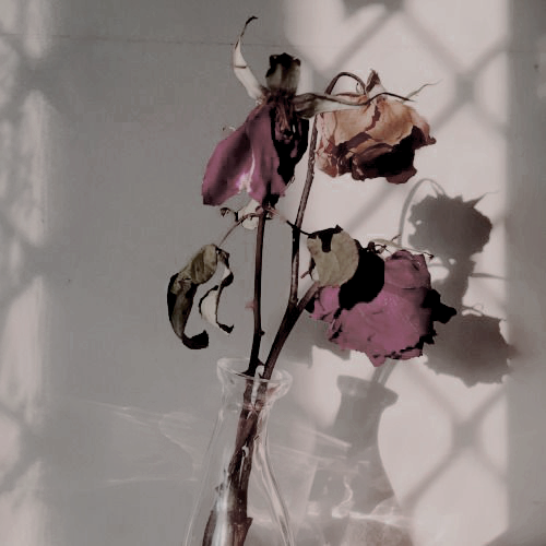 Detail Gambar Bunga Mawar Layu Hd Nomer 15