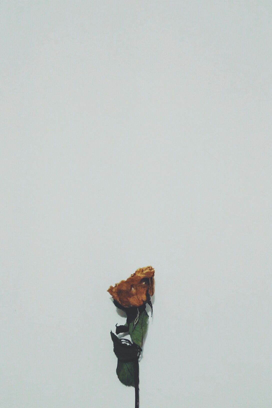 Detail Gambar Bunga Mawar Layu Tumblr Nomer 11