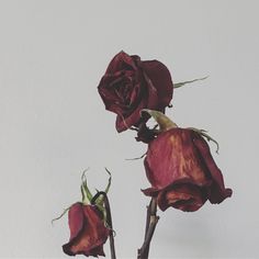 Detail Gambar Bunga Mawar Layu Tumblr Nomer 16