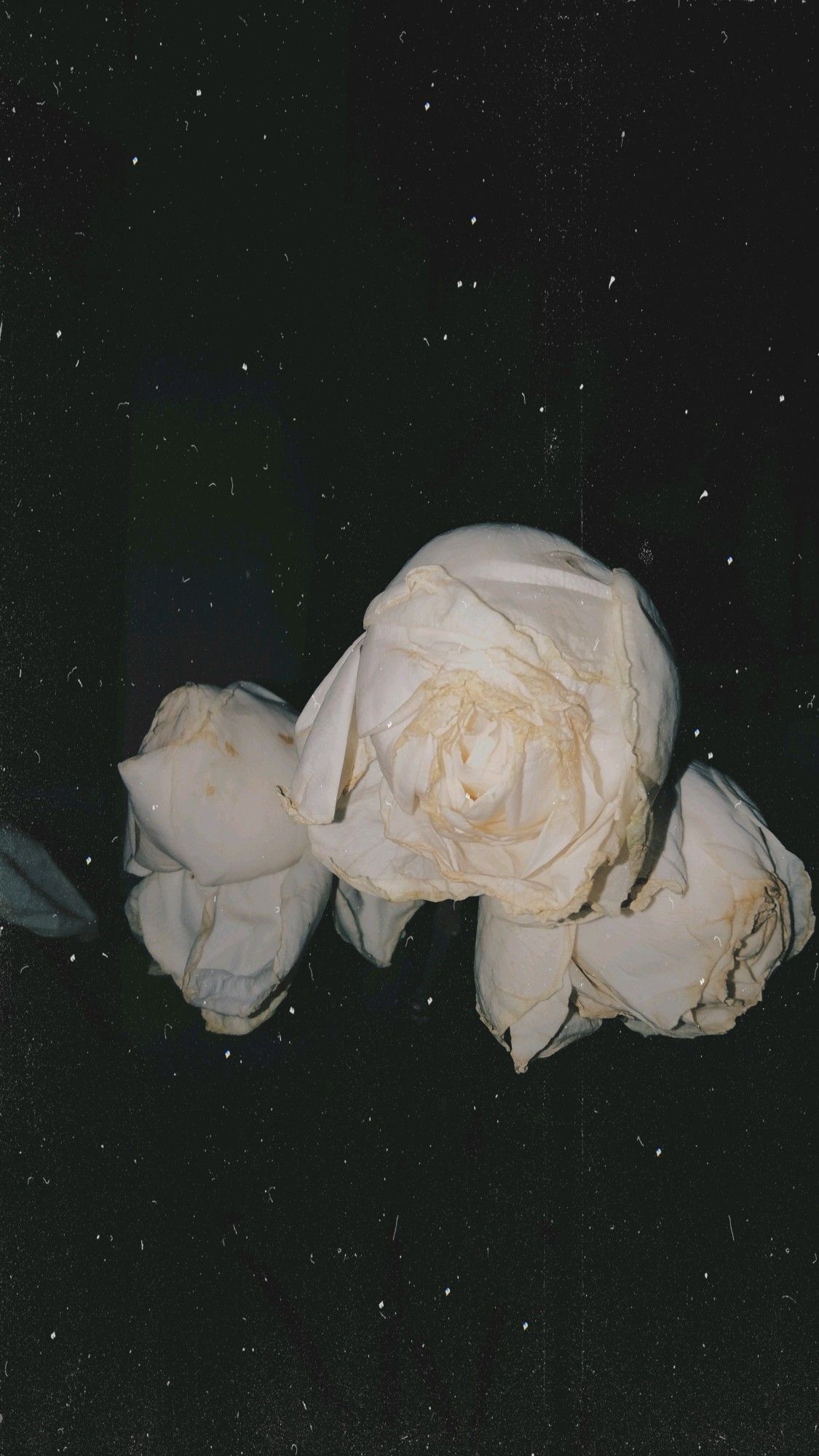 Detail Gambar Bunga Mawar Layu Tumblr Nomer 20