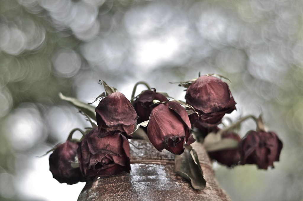 Detail Gambar Bunga Mawar Layu Tumblr Nomer 22