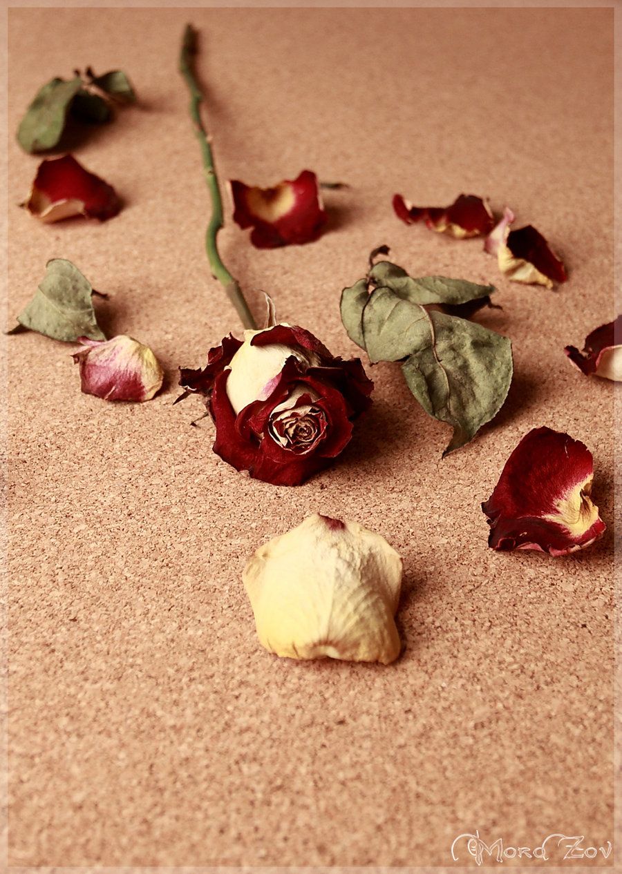 Detail Gambar Bunga Mawar Layu Tumblr Nomer 23