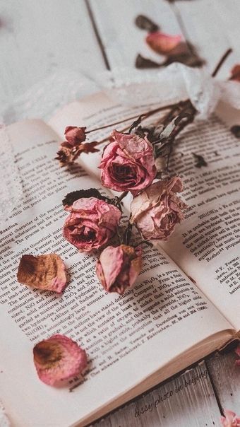 Detail Gambar Bunga Mawar Layu Tumblr Nomer 44