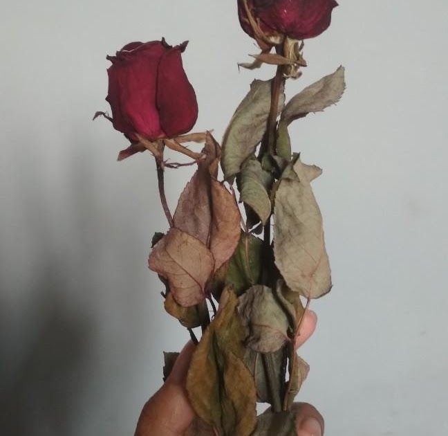 Detail Gambar Bunga Mawar Layu Tumblr Nomer 51