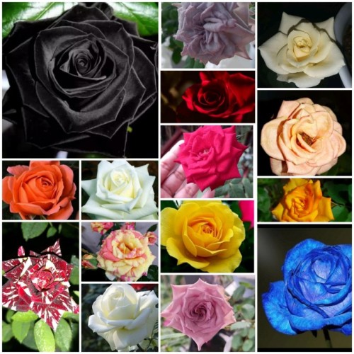 Detail Gambar Bunga Mawar Lengkap Nomer 15