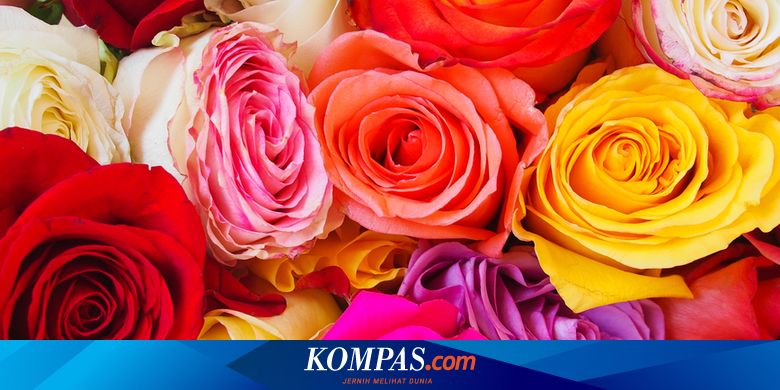 Detail Gambar Bunga Mawar Lengkap Nomer 29