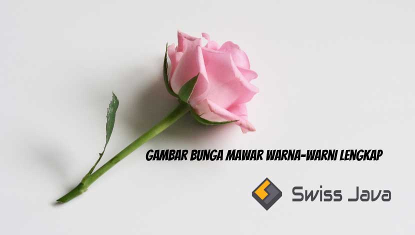 Detail Gambar Bunga Mawar Lengkap Nomer 40