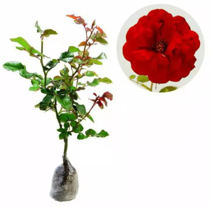 Detail Gambar Bunga Mawar Lengkap Dengan Akar Nomer 13