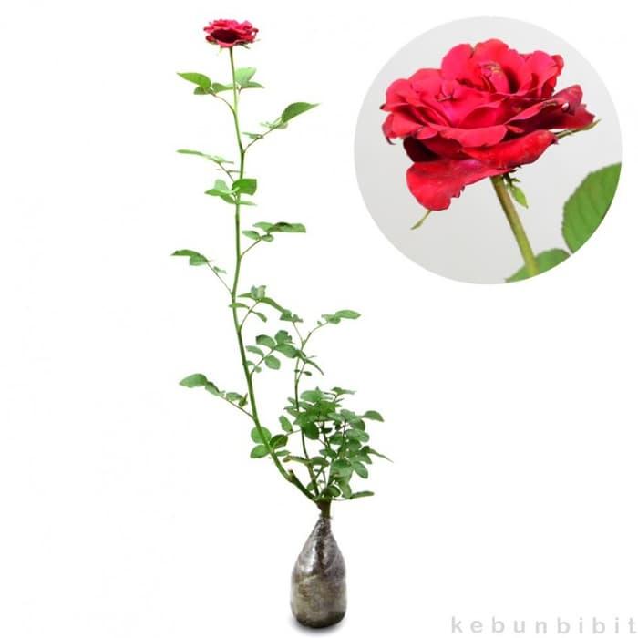 Detail Gambar Bunga Mawar Lengkap Dengan Akar Nomer 3