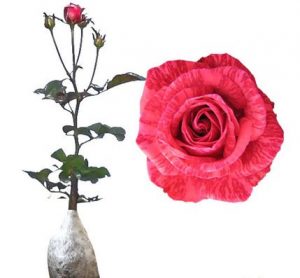 Detail Gambar Bunga Mawar Lengkap Dengan Akar Nomer 5
