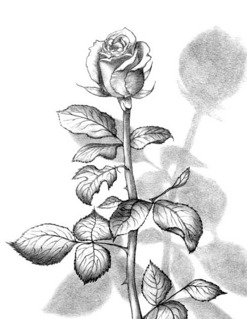Gambar Bunga Mawar Lukisan Pensil - KibrisPDR