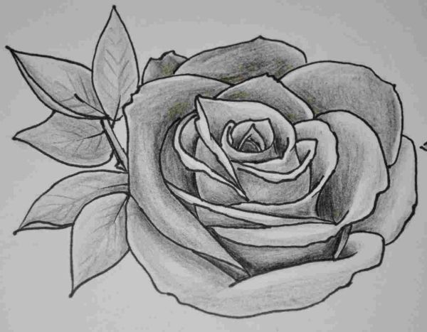 Detail Gambar Bunga Mawar Lukisan Pensil Nomer 3