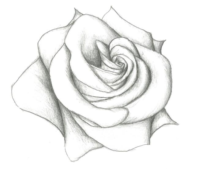 Detail Gambar Bunga Mawar Lukisan Pensil Nomer 51