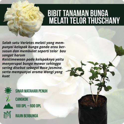 Detail Gambar Bunga Mawar Melati Matahari Nomer 34