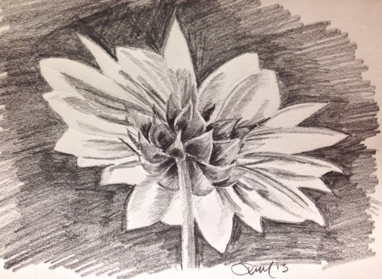 Detail Gambar Bunga Mawar Melati Matahari Nomer 39