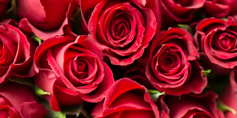 Detail Gambar Bunga Mawar Merah Nomer 14