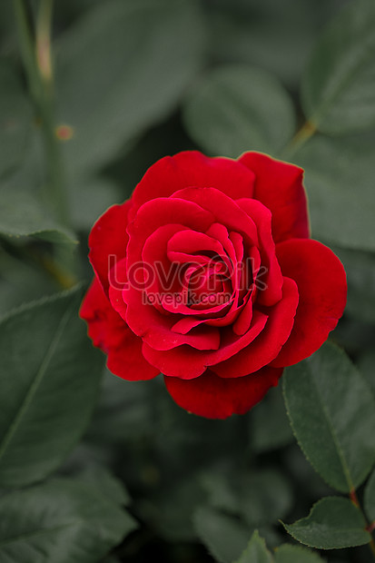 Detail Gambar Bunga Mawar Merah Nomer 43