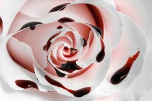 Detail Gambar Bunga Mawar Merah Berdarah Nomer 32