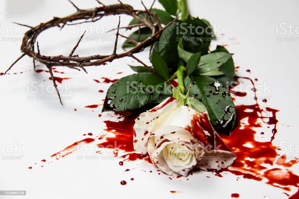 Detail Gambar Bunga Mawar Merah Berdarah Nomer 4