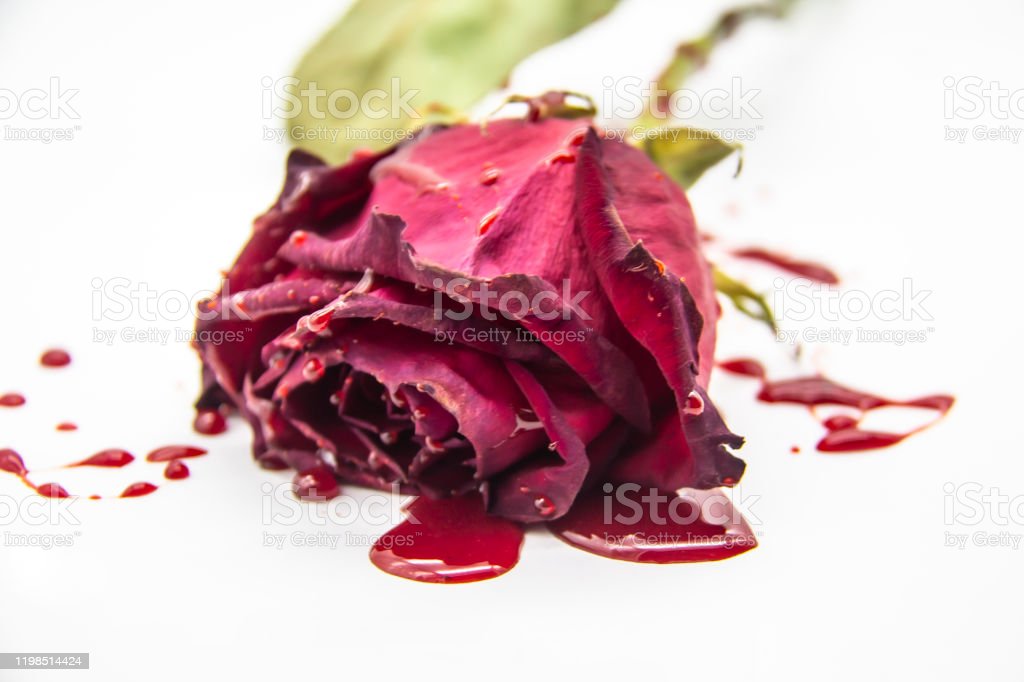Detail Gambar Bunga Mawar Merah Berdarah Nomer 41