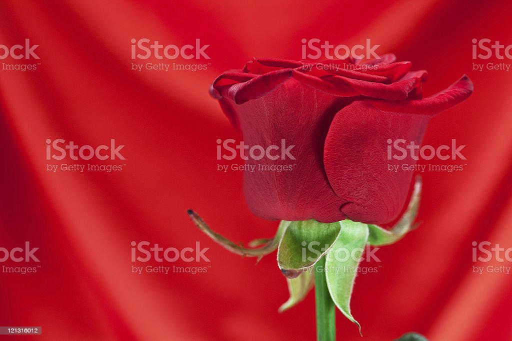 Detail Gambar Bunga Mawar Merah Berdarah Nomer 51
