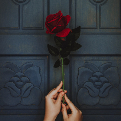 Gambar Bunga Mawar Merah Berduri - KibrisPDR