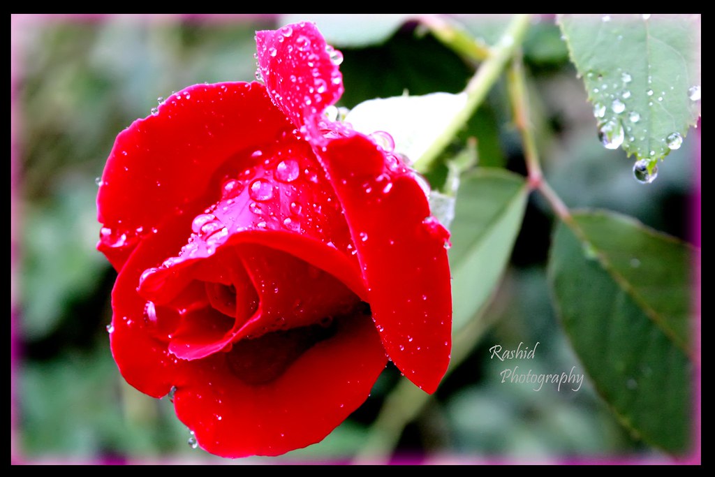 Detail Gambar Bunga Mawar Merah Berduri Nomer 15