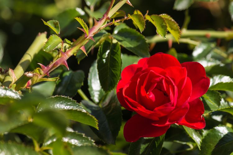 Detail Gambar Bunga Mawar Merah Berduri Nomer 2