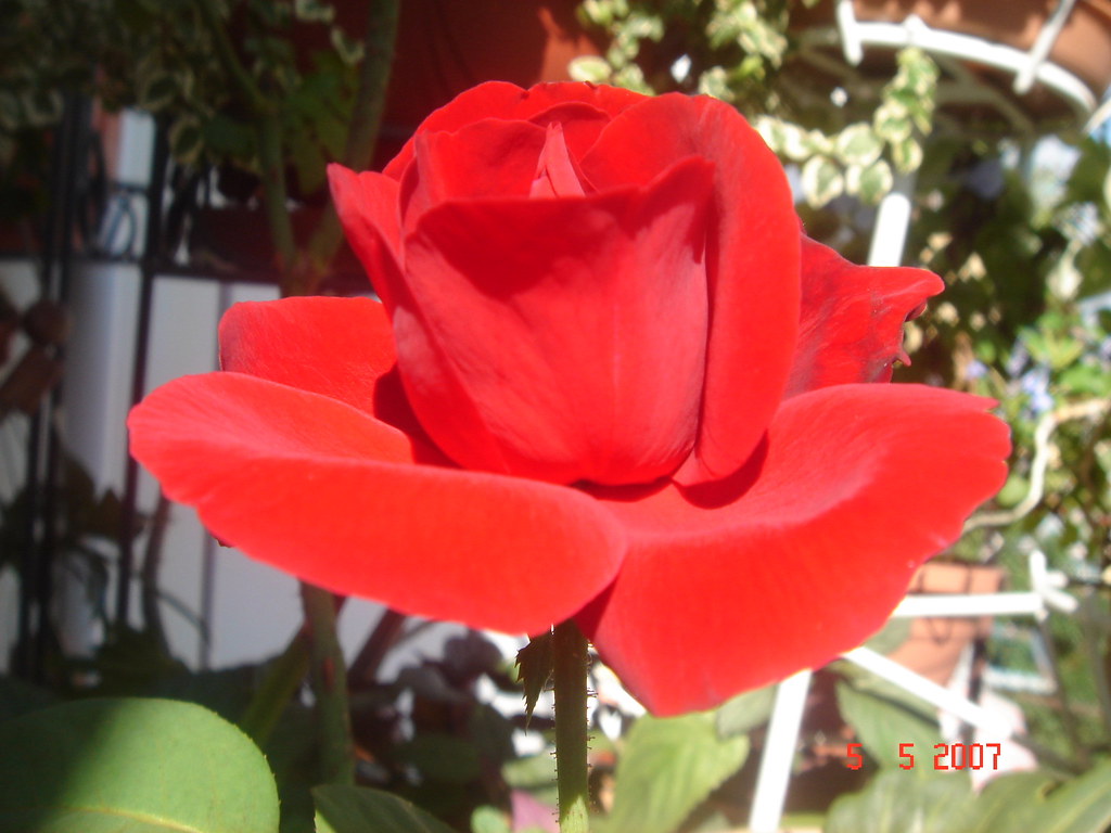 Detail Gambar Bunga Mawar Merah Berduri Nomer 23