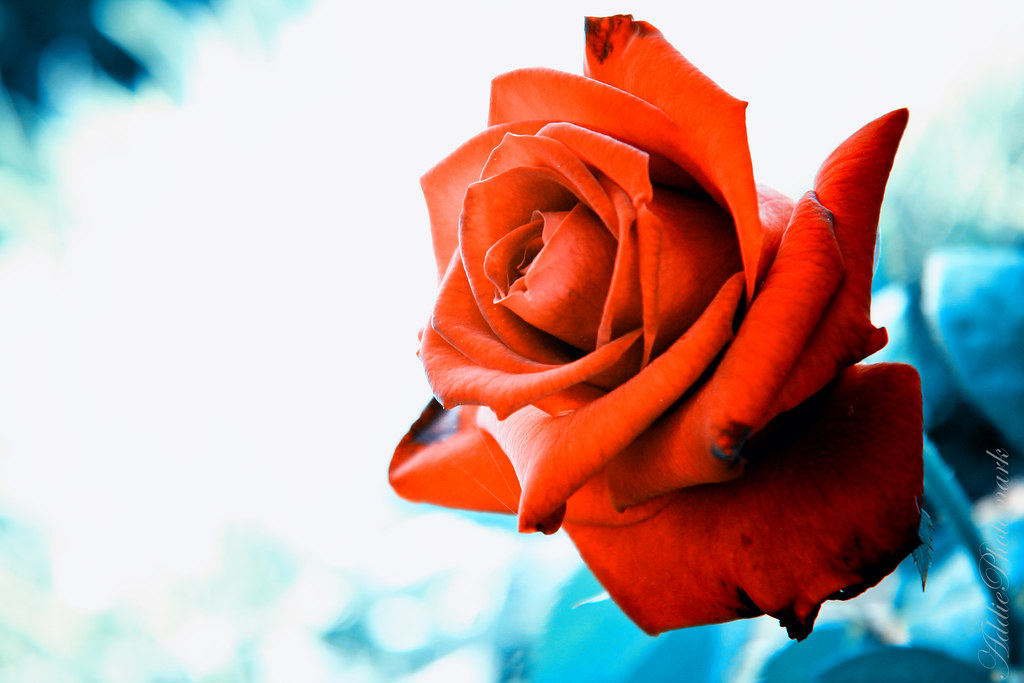 Detail Gambar Bunga Mawar Merah Berduri Nomer 29