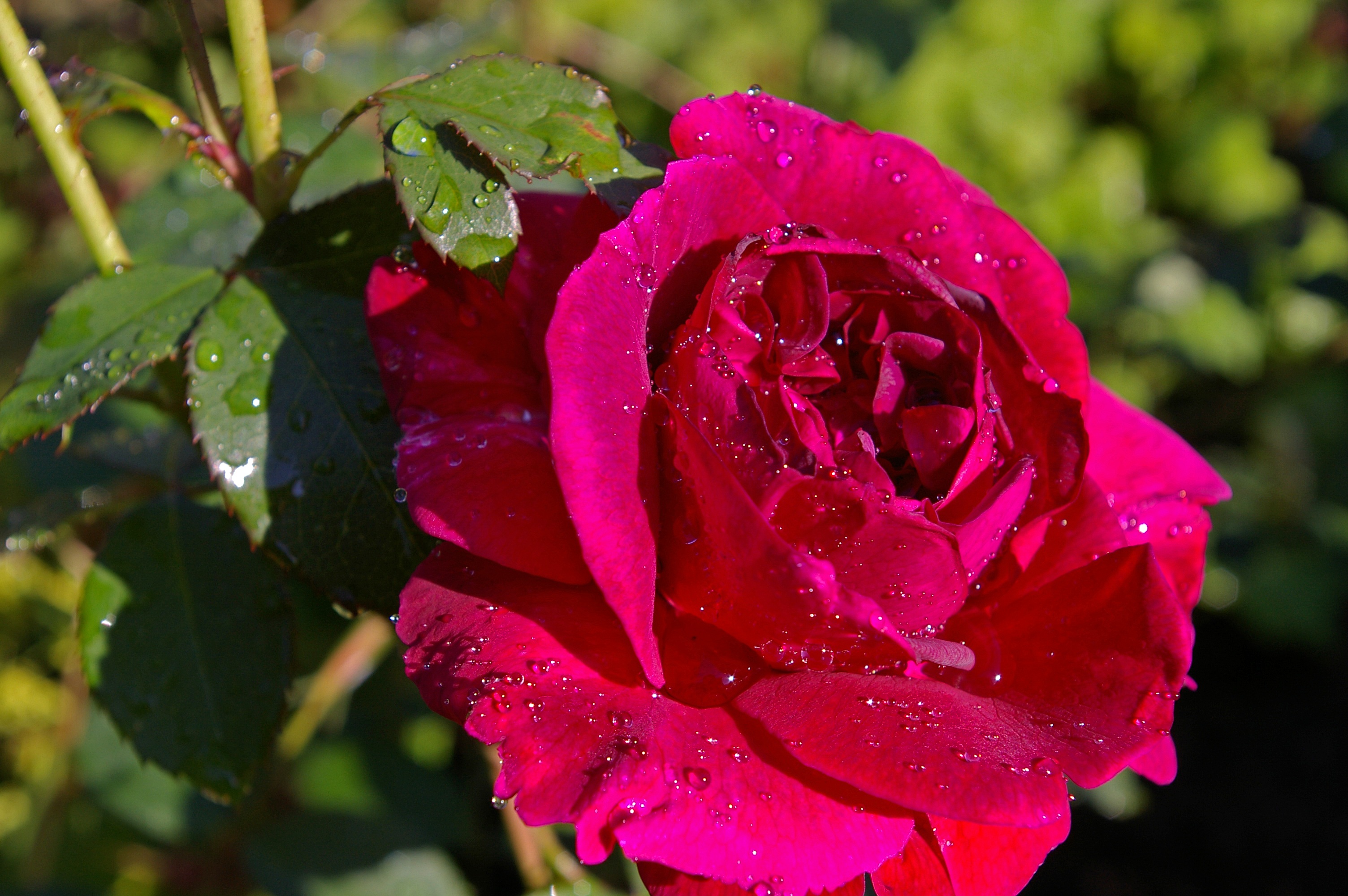 Detail Gambar Bunga Mawar Merah Berduri Nomer 31