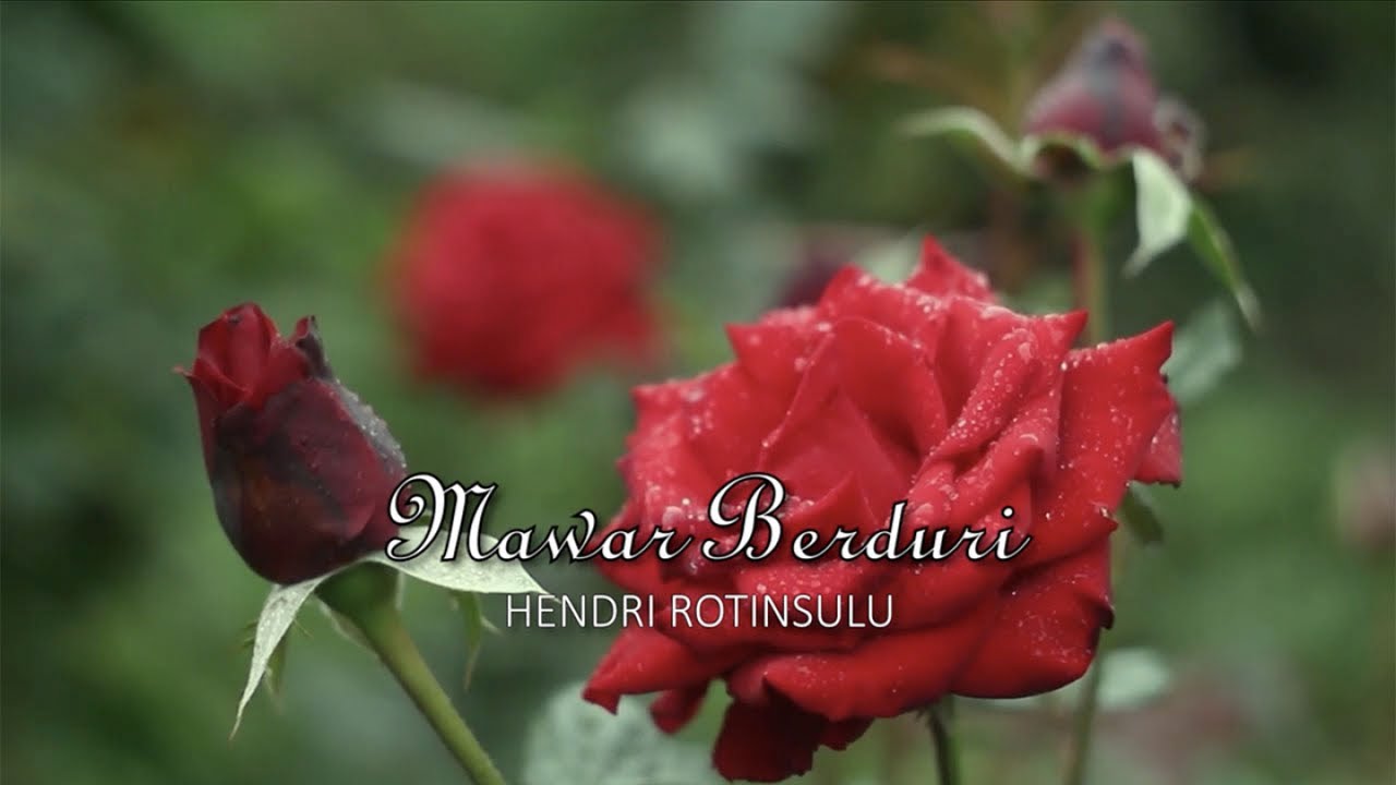 Detail Gambar Bunga Mawar Merah Berduri Nomer 38