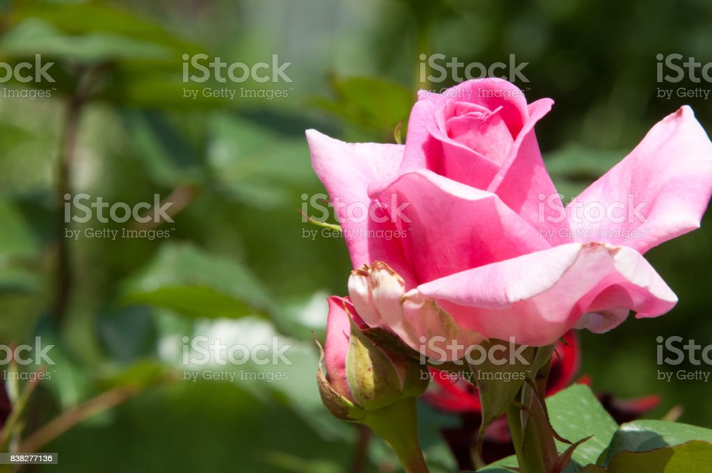 Detail Gambar Bunga Mawar Merah Berduri Nomer 47