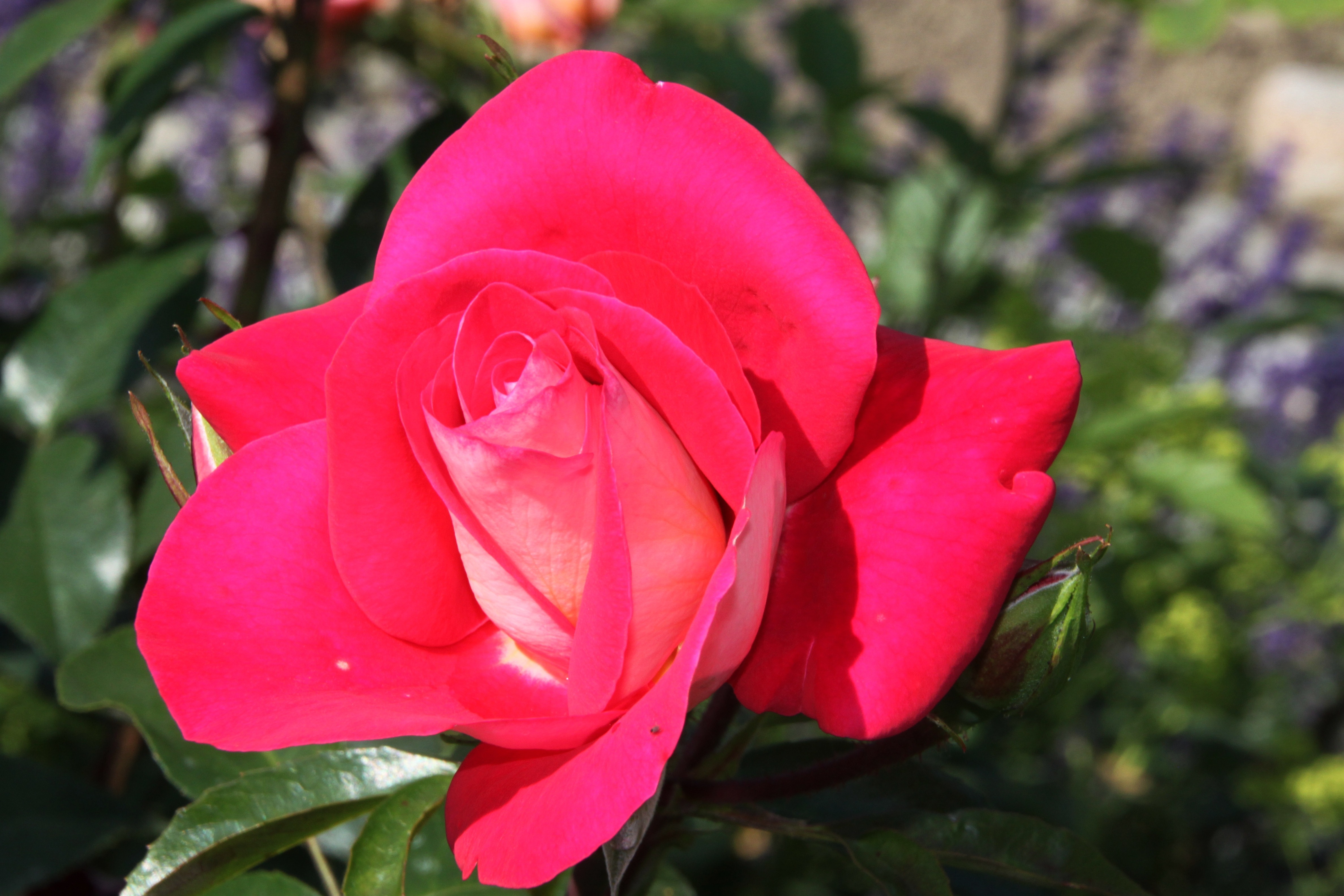 Detail Gambar Bunga Mawar Merah Berduri Nomer 50
